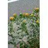 Safflower Seeds (Carthamus tinctorius)