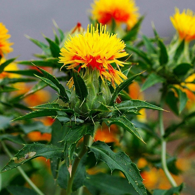 Safflower Seeds (Carthamus tinctorius) | € 1,95