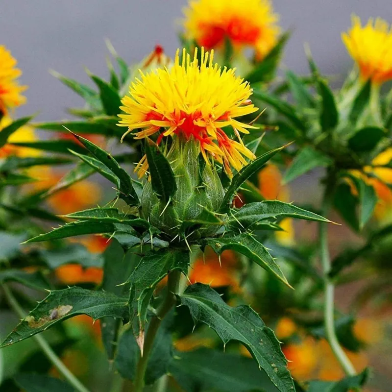 Safflower Seeds (Carthamus tinctorius)