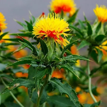 Safflower Seeds (Carthamus tinctorius)