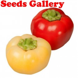 Price: €1.85 - Slatka Paprika Seme Novosadjanka - 