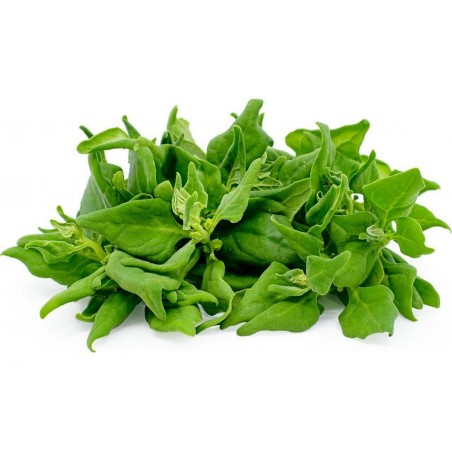 Price: €1.85 - Semillas de Espinaca de Nueva Zelanda (Tetragonia tetragonioides) -