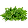 Price: €1.85 - Semillas de Espinaca de Nueva Zelanda (Tetragonia tetragonioides) - 