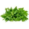 Σπόροι Σπανάκι Νέας Ζηλανδίας (Tetragonia tetragonioides)
