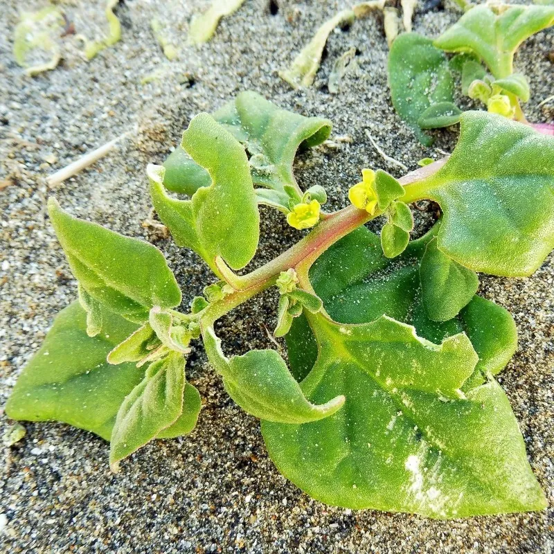 Σπόροι Σπανάκι Νέας Ζηλανδίας (Tetragonia tetragonioides)