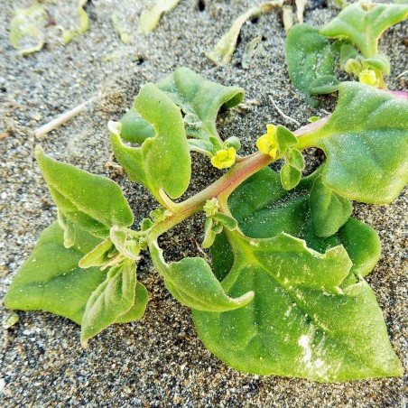 Price: €1.85 - Semillas de Espinaca de Nueva Zelanda (Tetragonia tetragonioides) -