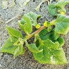 Price: €1.85 - Semillas de Espinaca de Nueva Zelanda (Tetragonia tetragonioides) - 