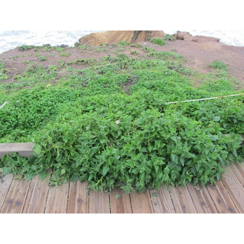 Price: €1.85 - Semillas de Espinaca de Nueva Zelanda (Tetragonia tetragonioides) - 