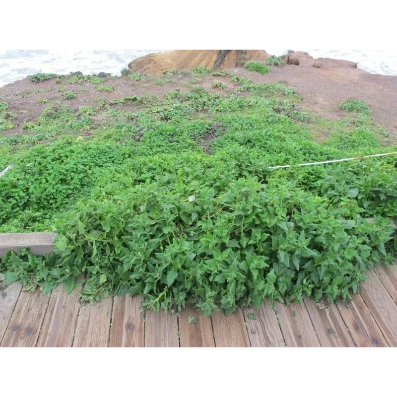 Σπόροι Σπανάκι Νέας Ζηλανδίας (Tetragonia tetragonioides)