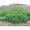 Price: €1.85 - Semillas de Espinaca de Nueva Zelanda (Tetragonia tetragonioides) - 