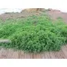 Σπόροι Σπανάκι Νέας Ζηλανδίας (Tetragonia tetragonioides)