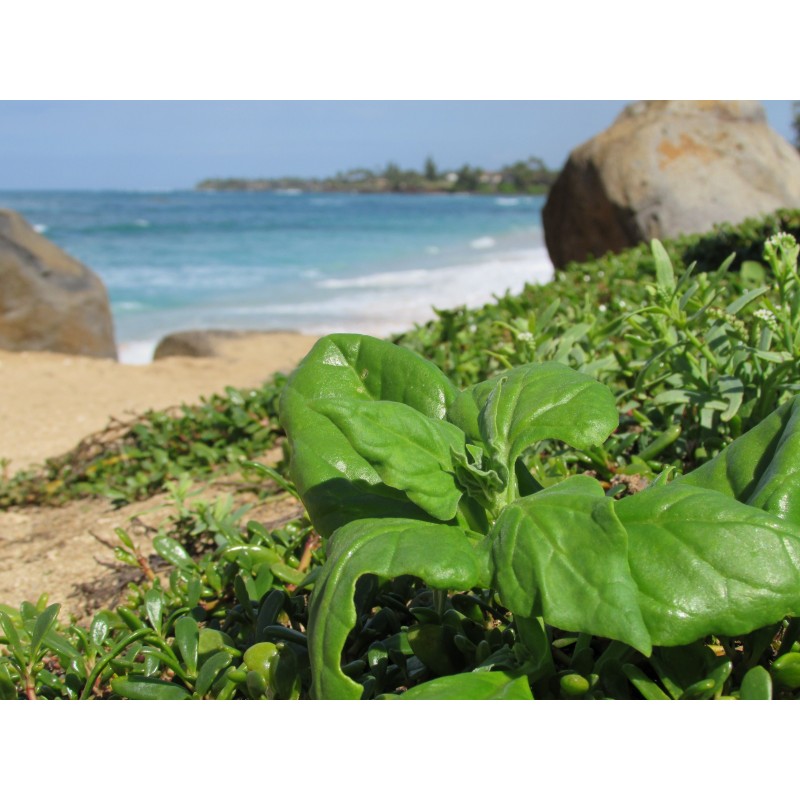 Price: €1.85 - Semillas de Espinaca de Nueva Zelanda (Tetragonia tetragonioides) - 
