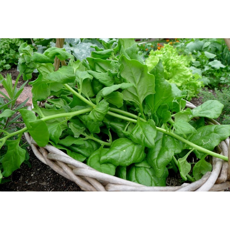 Price: €1.85 - Semillas de Espinaca de Nueva Zelanda (Tetragonia tetragonioides) - 