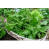 Price: €1.85 - Semillas de Espinaca de Nueva Zelanda (Tetragonia tetragonioides) - 