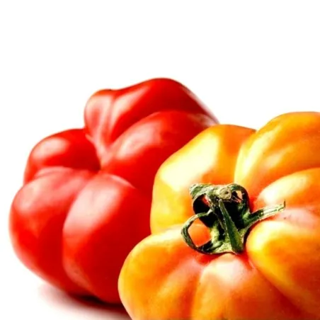 Spanische Tomatensamen Montserrat