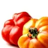 Graines de tomates espagnoles Montserrat