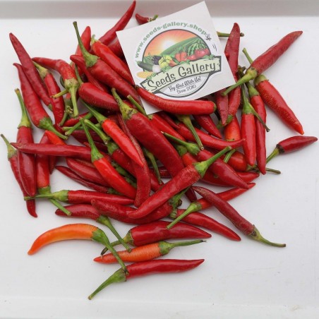 Price: €1.95 - Semillas de chile Serbio Mini VEZANKA - Seeds Gallery