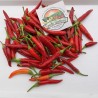 Price: €1.95 - Semillas de chile Serbio Mini VEZANKA - Seeds Gallery