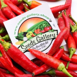 Price: €1.95 - Σερβικά Τσίλι Μίνι VEZANKA Σπόροι - Seeds Gallery