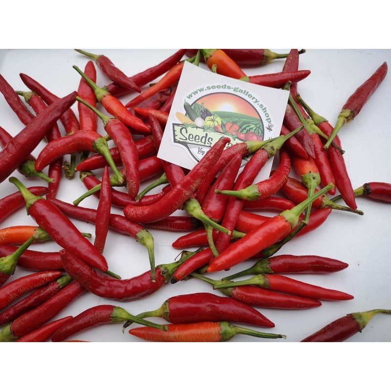 Price: €1.95 - Semillas de chile Serbio Mini VEZANKA - Seeds Gallery