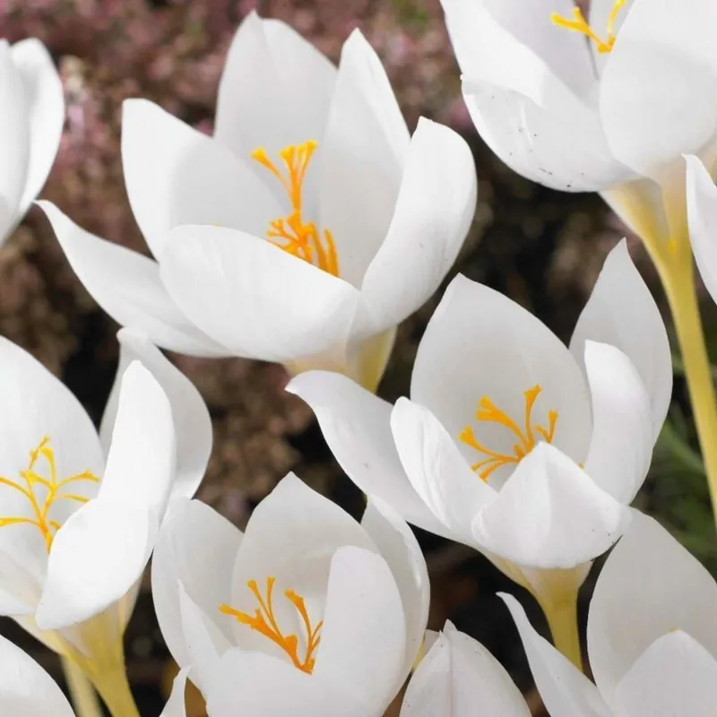 Beli Crocus - lukovice