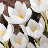 Beli Crocus - lukovice