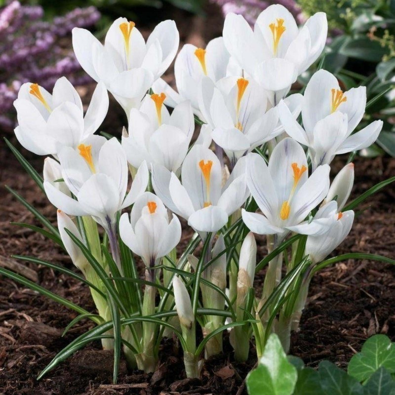 Bulbos de Crocus Blanco 3.5 - 1