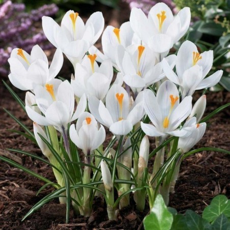 Price: €3.5 - White Crocus bulbs - 