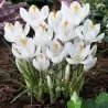 Beli Crocus - lukovice