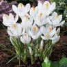 Price: €3.5 - White Crocus bulbs - 