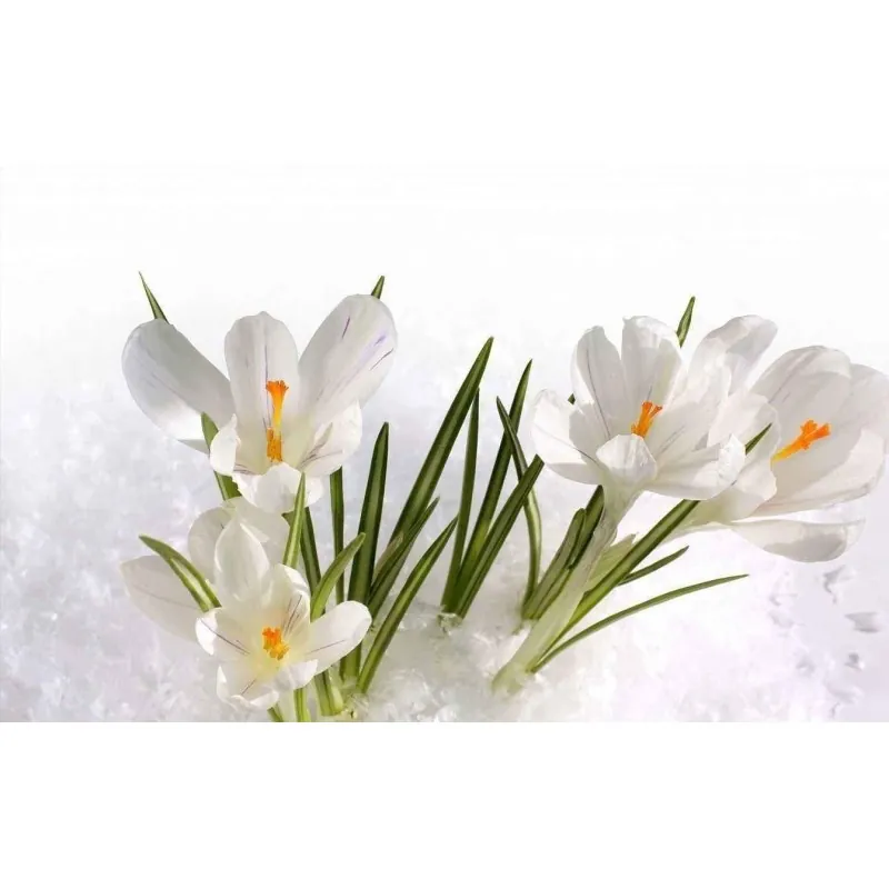 Beli Crocus - lukovice