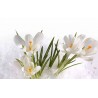 Price: €3.5 - White Crocus bulbs - 