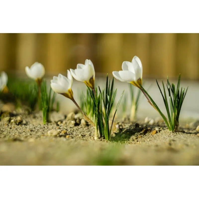 Beli Crocus - lukovice