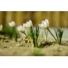 Beli Crocus - lukovice