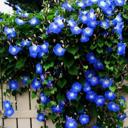 Price: €1.95 - Himmelblaue Prunkwinde Samen (Ipomoea tricolor) - 