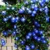 Trobojni Slak Seme (Ipomoea tricolor)