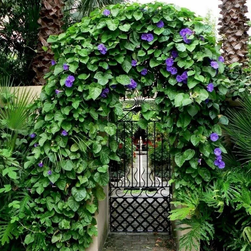 Grannyvine or Morning Glory Seeds (Ipomoea tricolor)