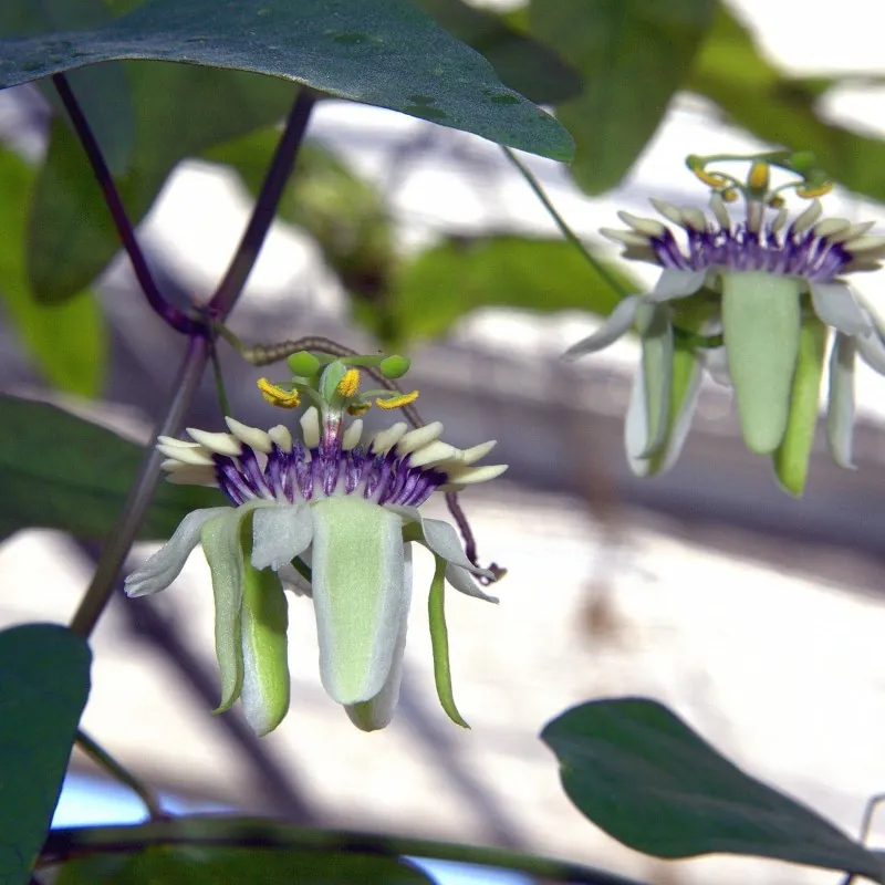 Semi Di Pianta Tropicale Passiflora (Passiflora colinvauxii)