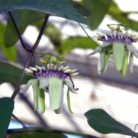Passiflora colinvauxii magvak