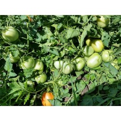 Sementes de Tomate Alparac - Variedade da Sérvia 1.95 - 3
