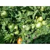 Semi di Pomodoro Alparac - Varietà dalla Serbia