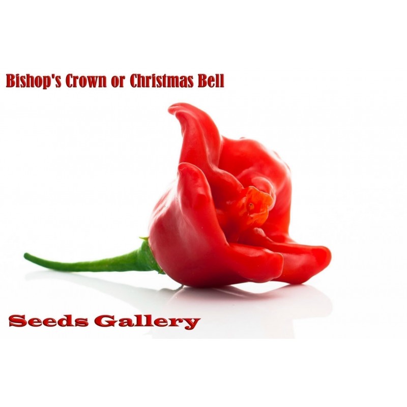 Chili Seeds Bishop's Crown or Christmas Bell