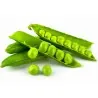 Graines de Pois American Wonder