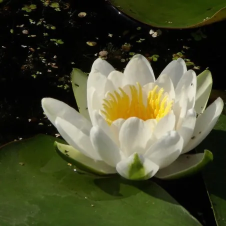 Graines Nénuphar Blanc (Nymphaea alba)
