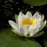 Graines Nénuphar Blanc (Nymphaea alba)