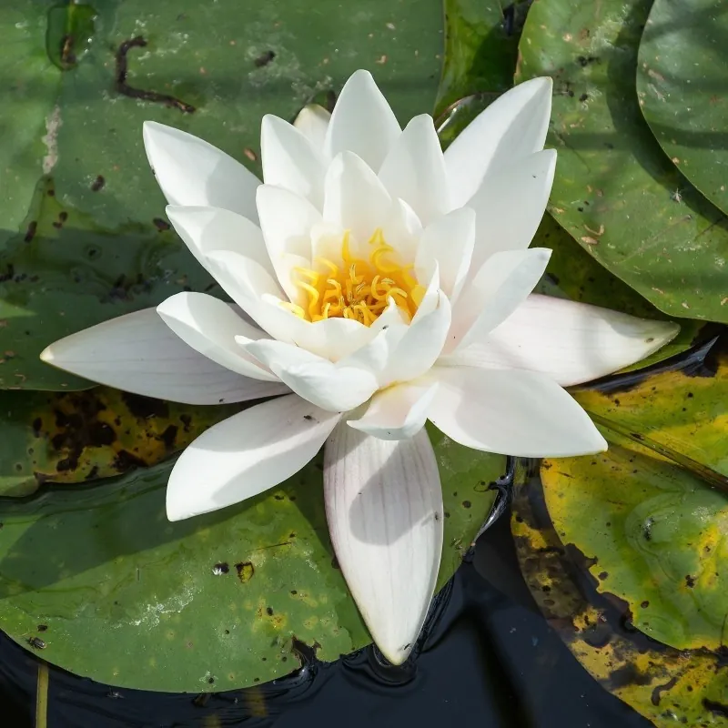 Graines Nénuphar Blanc (Nymphaea alba)
