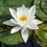 Graines Nénuphar Blanc (Nymphaea alba)