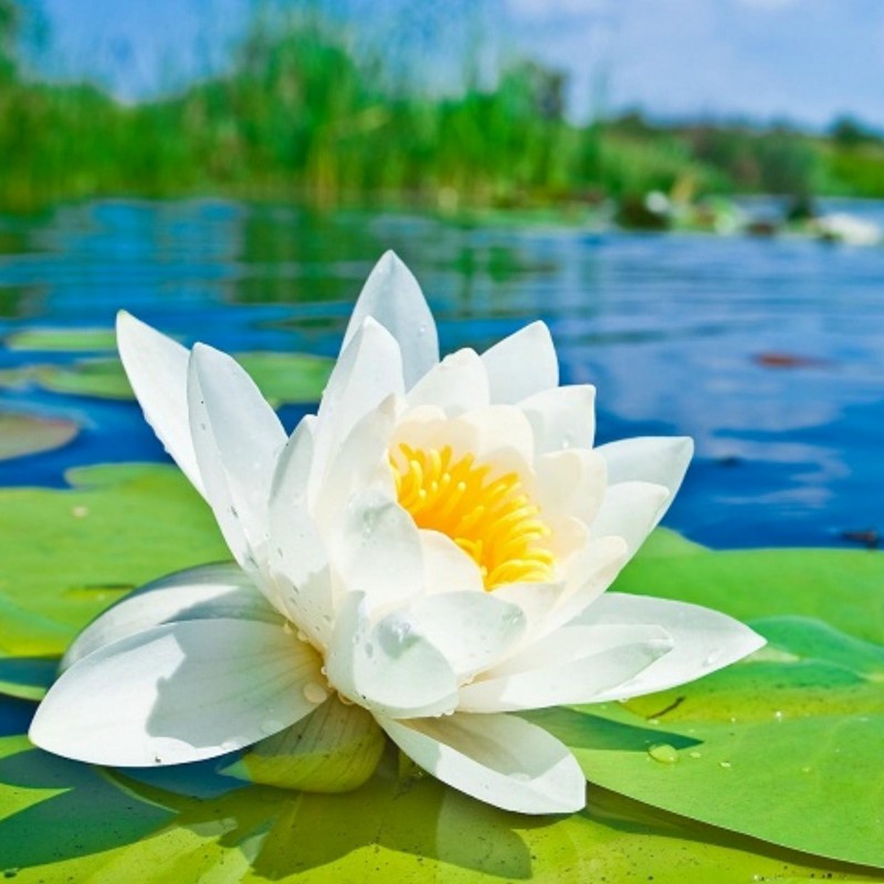Nymphaea pubescens White 100 seeds
