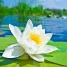 Graines Nénuphar Blanc (Nymphaea alba)