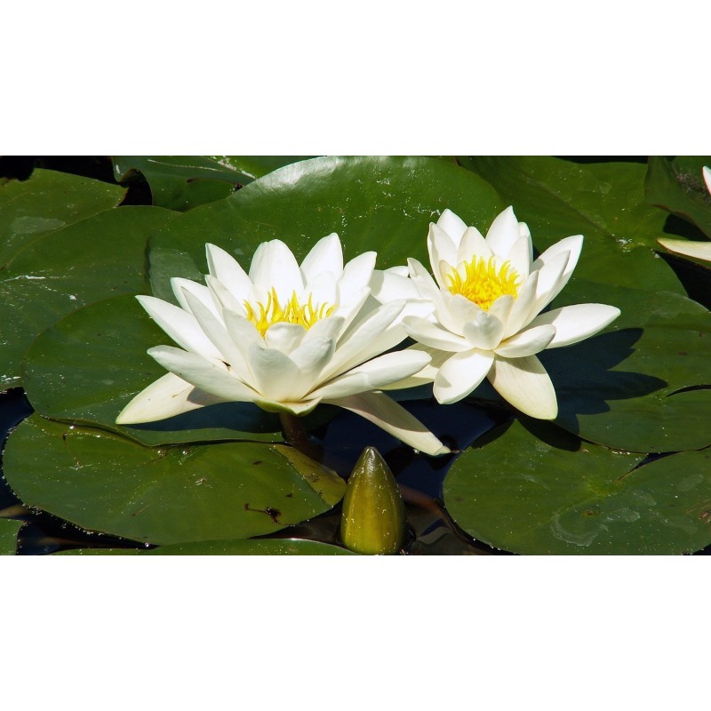 Price: €1.95 - Semillas Nenúfar Blanco Europeo (Nymphaea alba) - 